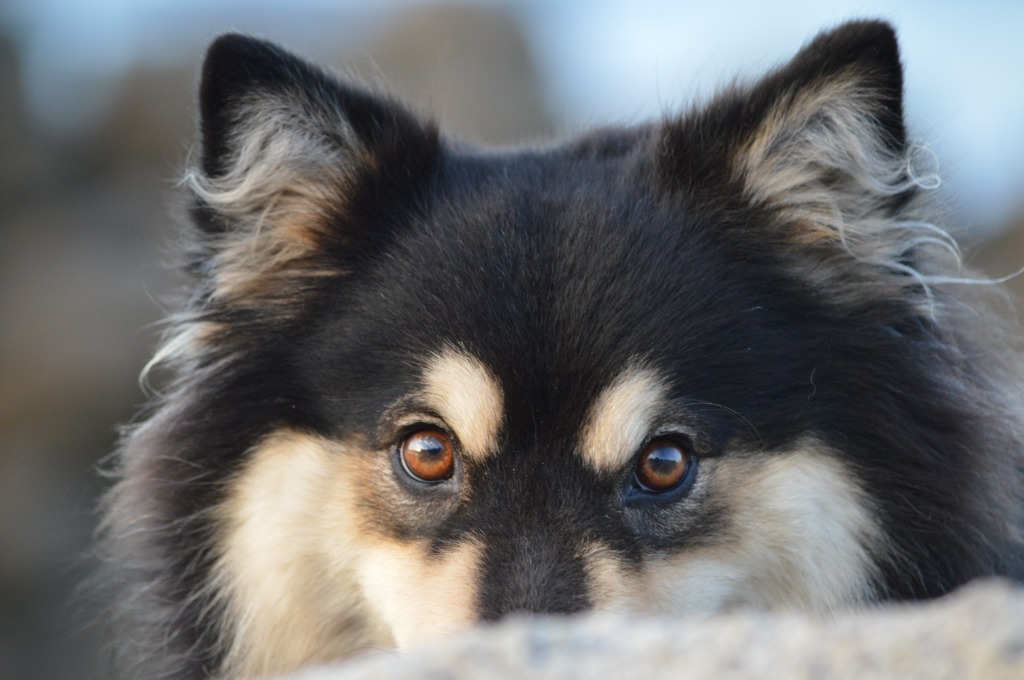 Secret Dog Happiness Mascot